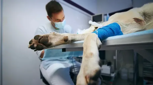Razas caninas que necesitan cuidados adicionales durante las cirugías