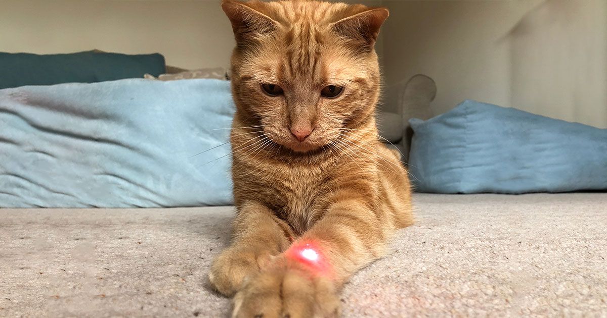 Puntero laser para gatos