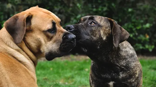 ¿Será posible que los perros puedan detectar carcinomas en otros perros?