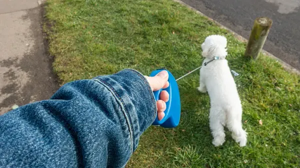 Como entrenar a tu perro para que sea el compañero perfecto para caminar
