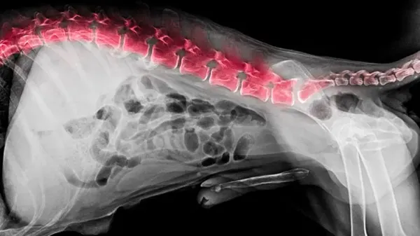 El dolor de espalda de tu perro podría ser más grave de lo que crees